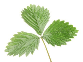 Photo of Sprig with green strawberry leaves isolated on white