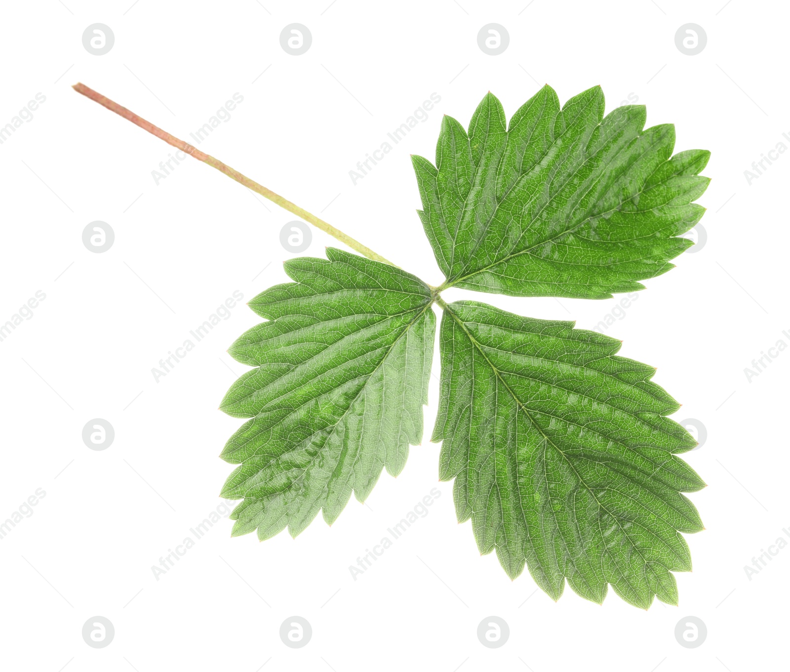 Photo of Sprig with green strawberry leaves isolated on white