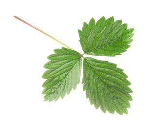 Photo of Sprig with green strawberry leaves isolated on white
