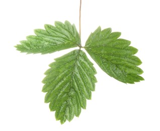 Photo of Sprig with green strawberry leaves isolated on white