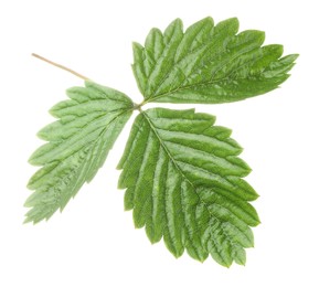 Photo of Sprig with green strawberry leaves isolated on white