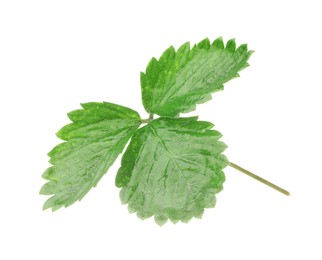 Photo of Sprig with green strawberry leaves isolated on white