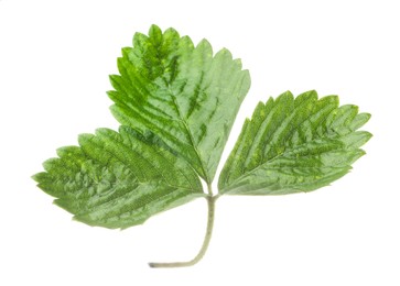 Photo of Sprig with green strawberry leaves isolated on white