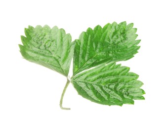 Photo of Sprig with green strawberry leaves isolated on white