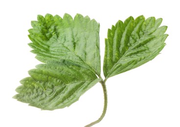 Photo of Sprig with green strawberry leaves isolated on white