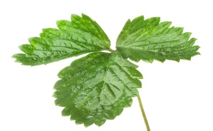 Photo of Sprig with green strawberry leaves isolated on white