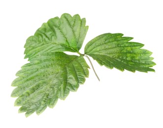 Photo of Sprig with green strawberry leaves isolated on white