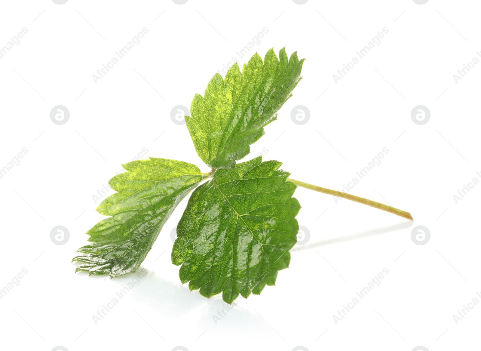 Sprig with green strawberry leaves isolated on white Photo of Sprig with green strawberry leaves isolated on white