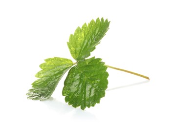 Photo of Sprig with green strawberry leaves isolated on white