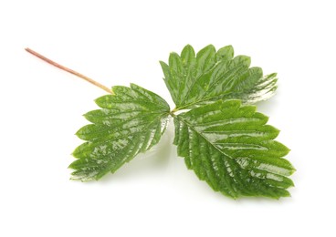 Photo of Sprig with green strawberry leaves isolated on white