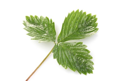 Photo of Sprig with green strawberry leaves isolated on white