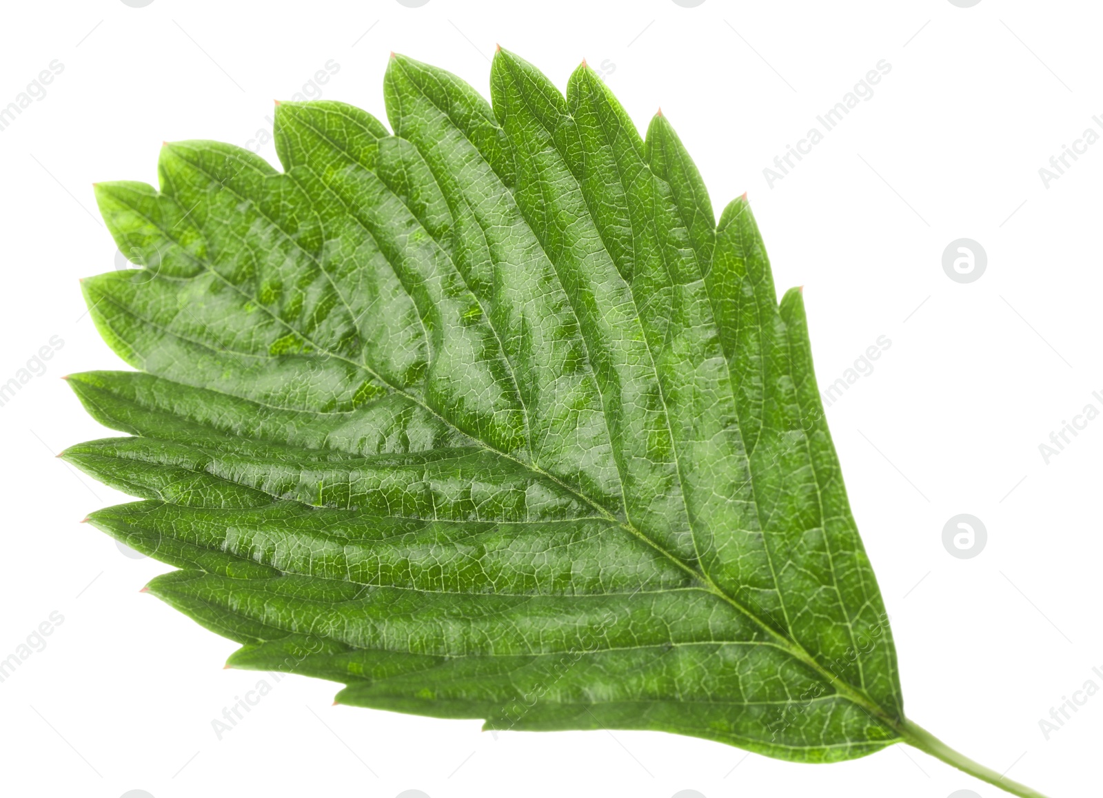 Photo of One green strawberry leaf isolated on white