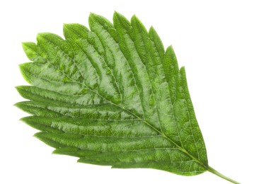 Photo of One green strawberry leaf isolated on white
