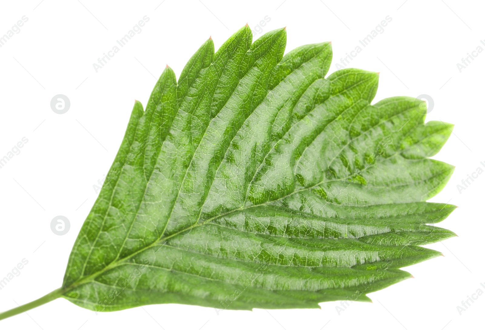 Photo of One green strawberry leaf isolated on white
