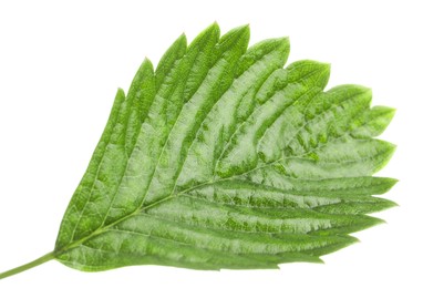 Photo of One green strawberry leaf isolated on white