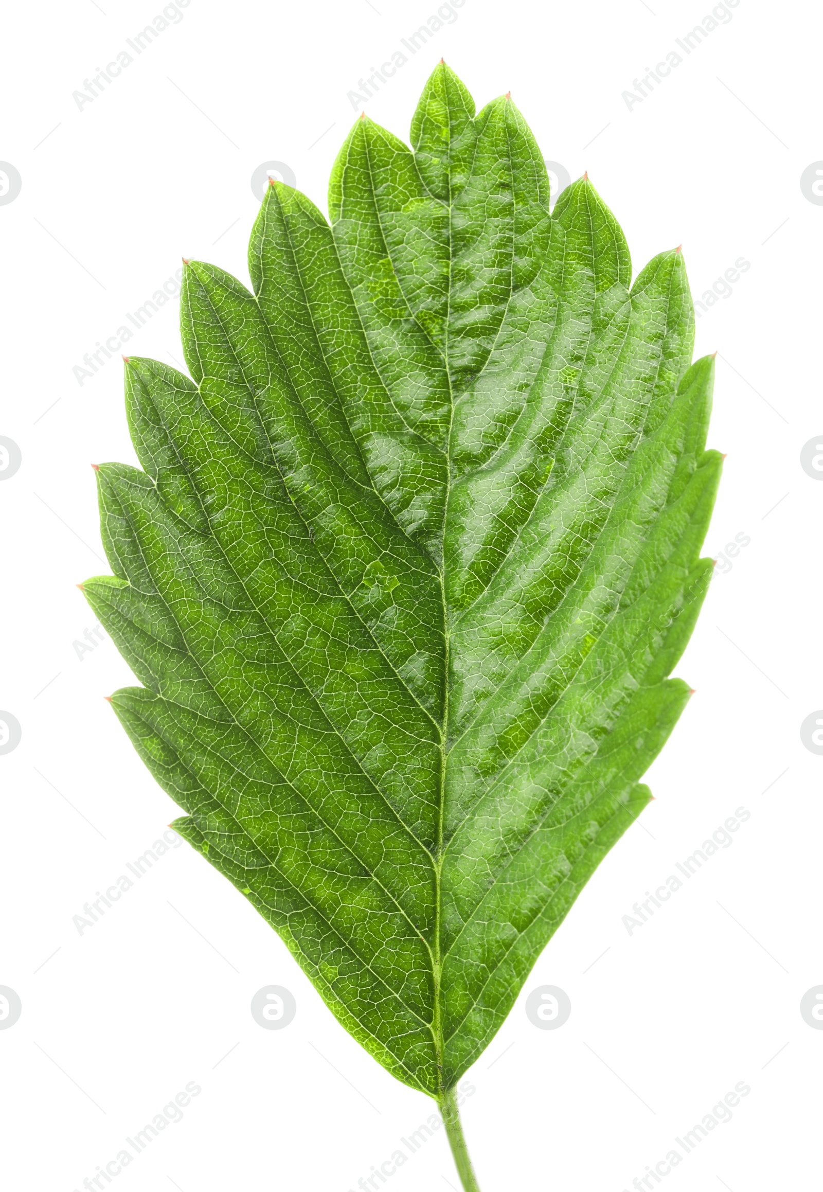 One green strawberry leaf isolated on white Photo of One green strawberry leaf isolated on white