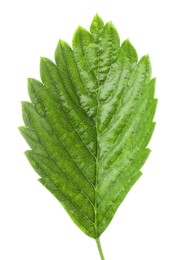 Photo of One green strawberry leaf isolated on white
