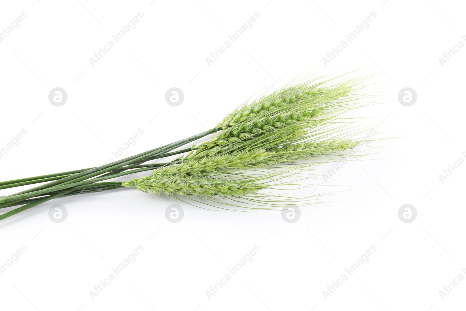 Photo of Many green wheat spikes isolated on white