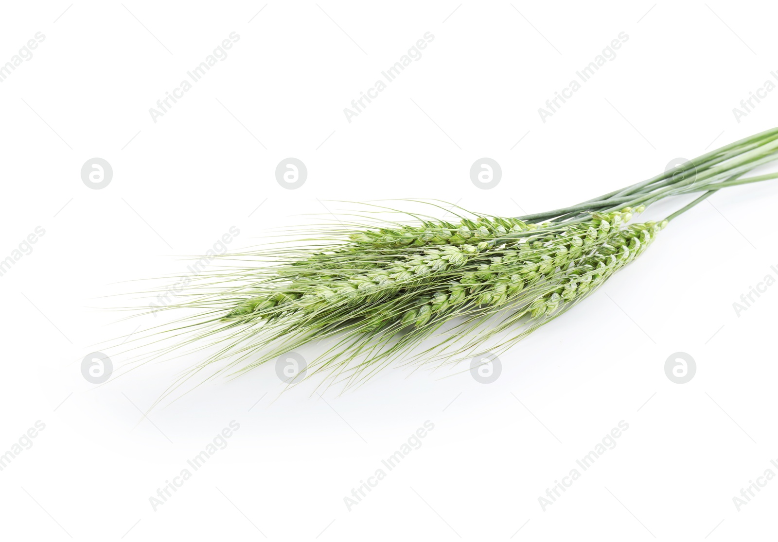 Photo of Many green wheat spikes isolated on white