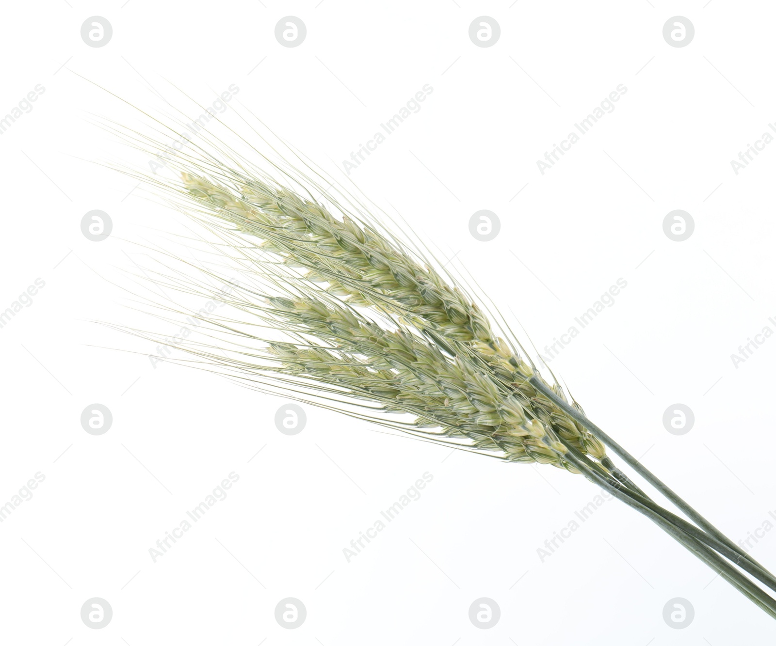 Many green wheat spikes on white background Photo of Many green wheat spikes on white background