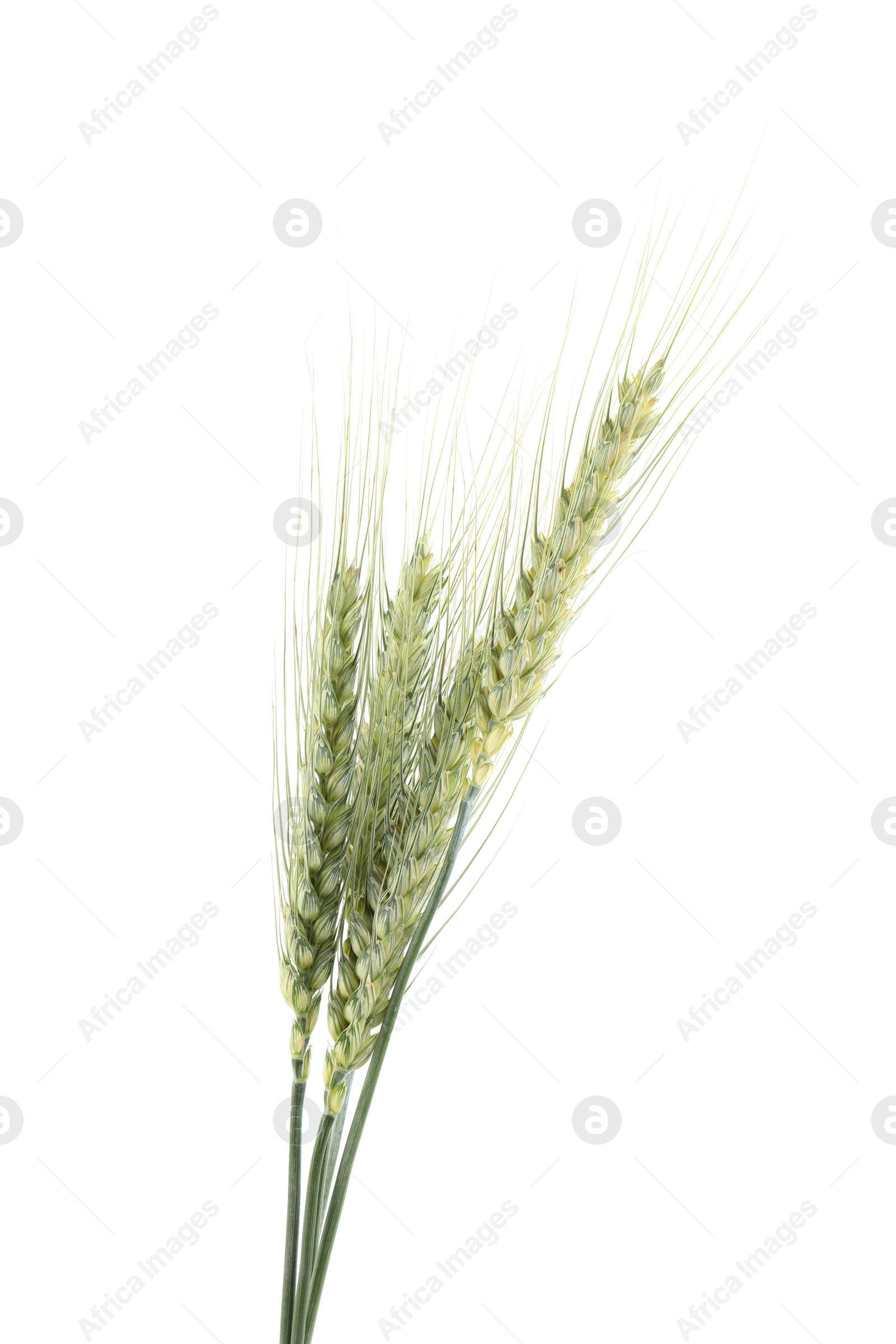 Photo of Many green wheat spikes isolated on white