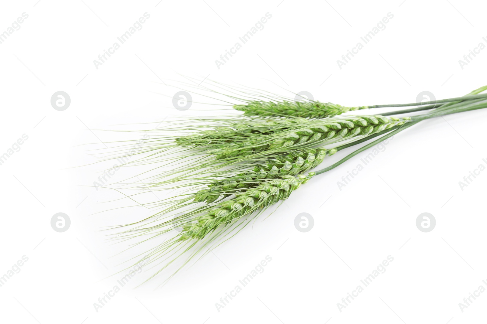 Photo of Many green wheat spikes isolated on white
