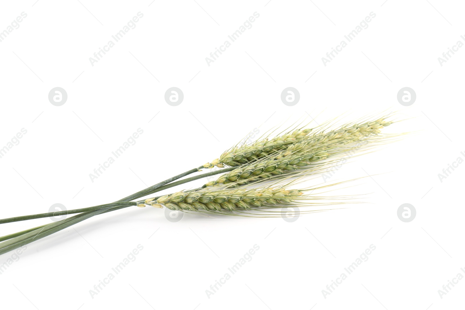 Photo of Many green wheat spikes isolated on white
