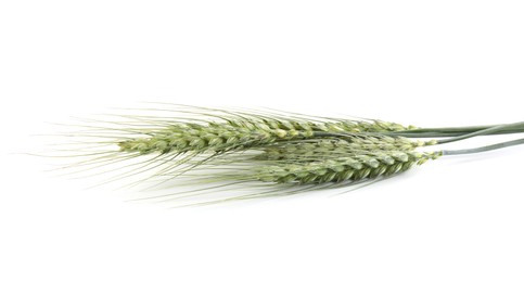 Photo of Many green wheat spikes isolated on white