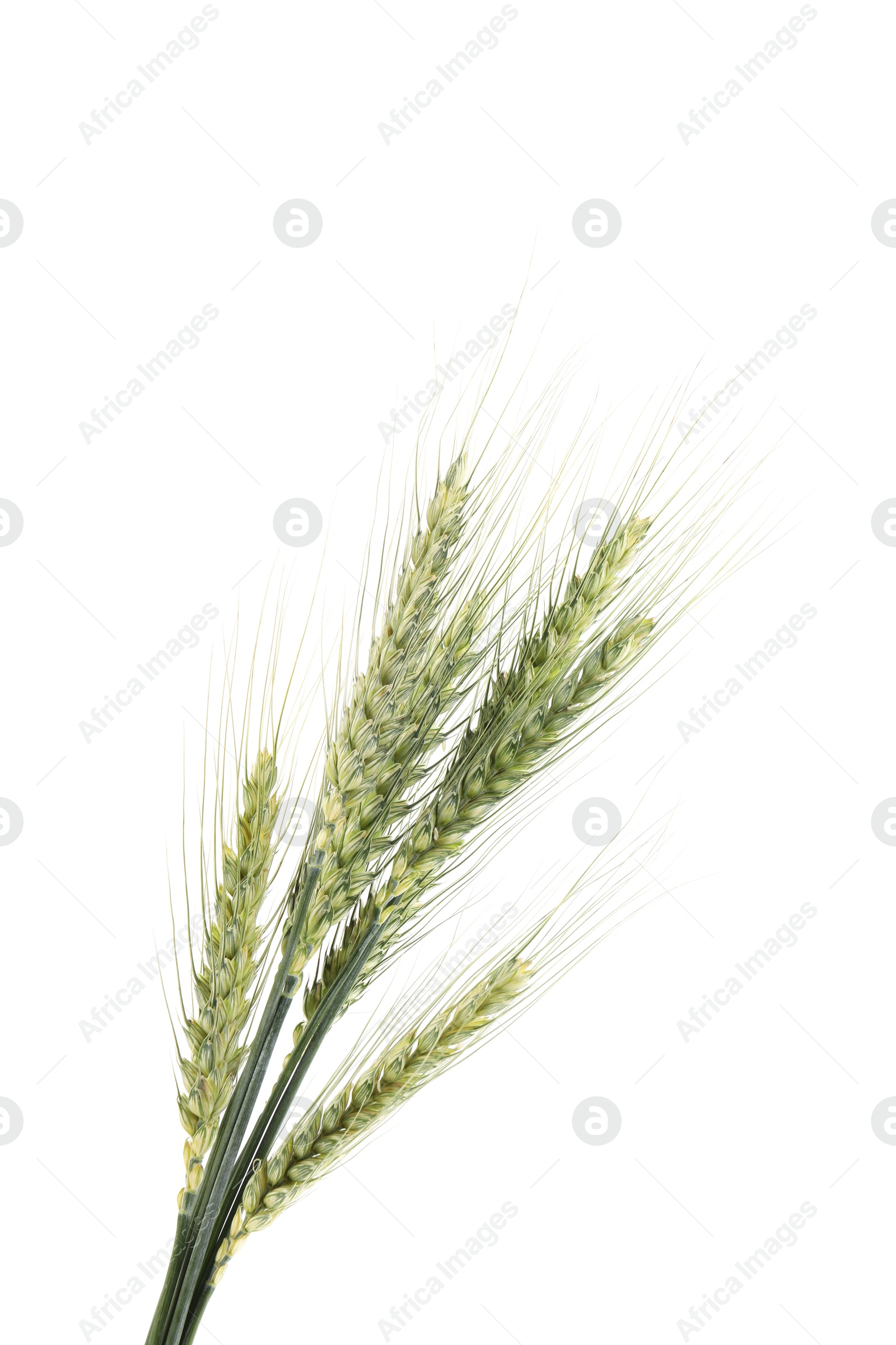 Many green wheat spikes isolated on white Photo of Many green wheat spikes isolated on white