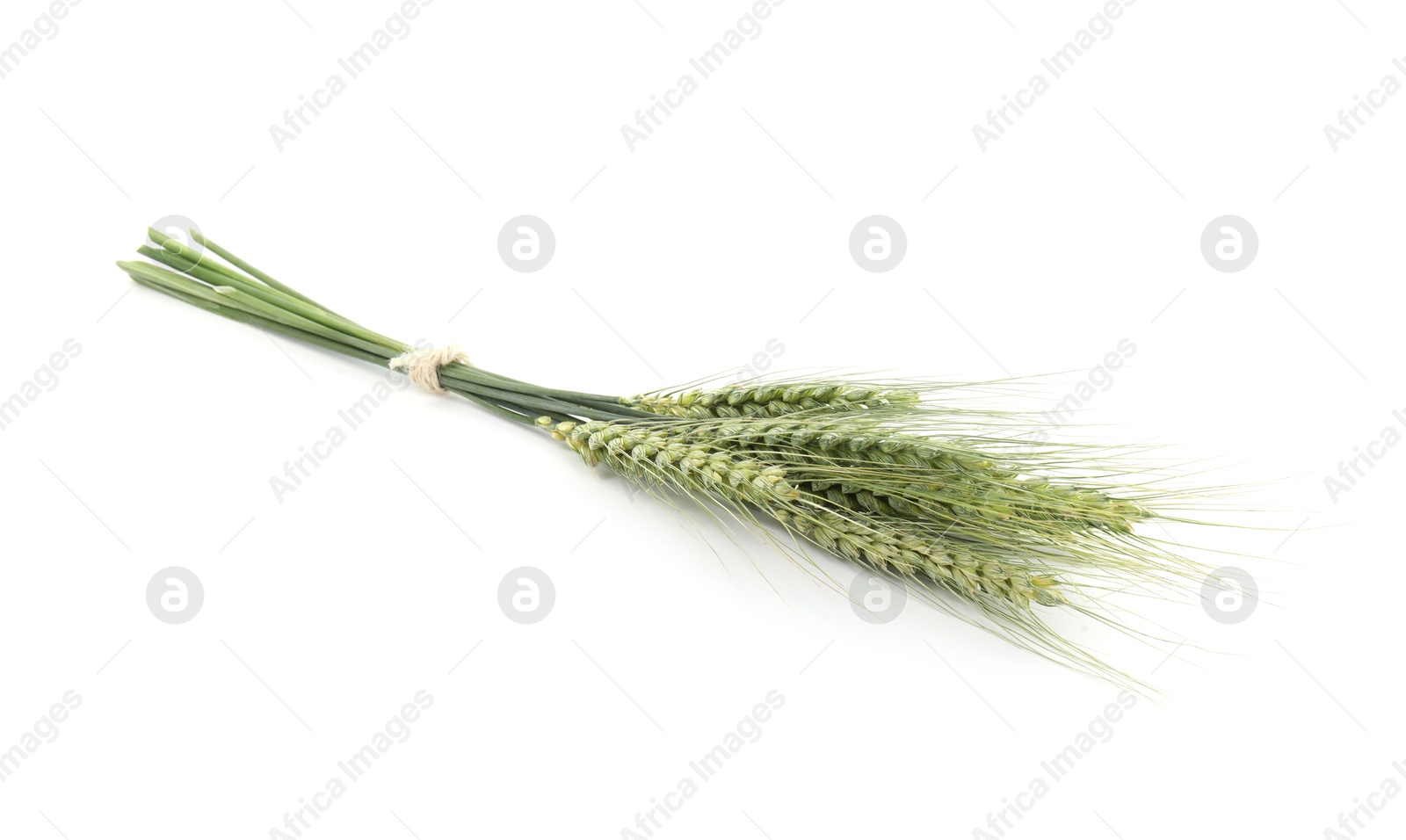Photo of Many green wheat spikes isolated on white