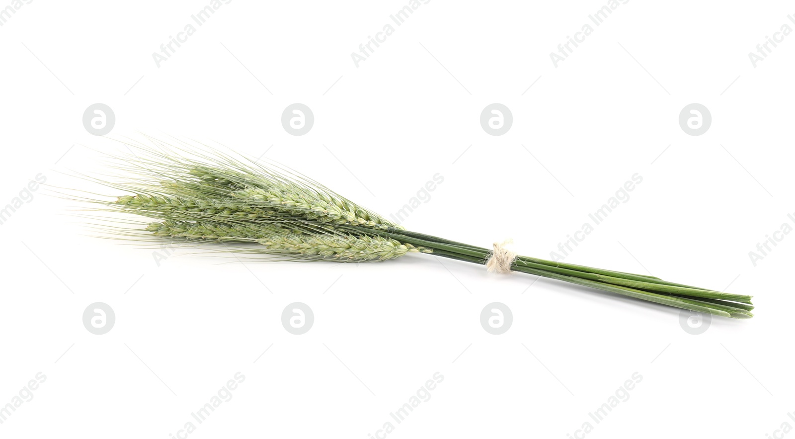 Photo of Many green wheat spikes isolated on white