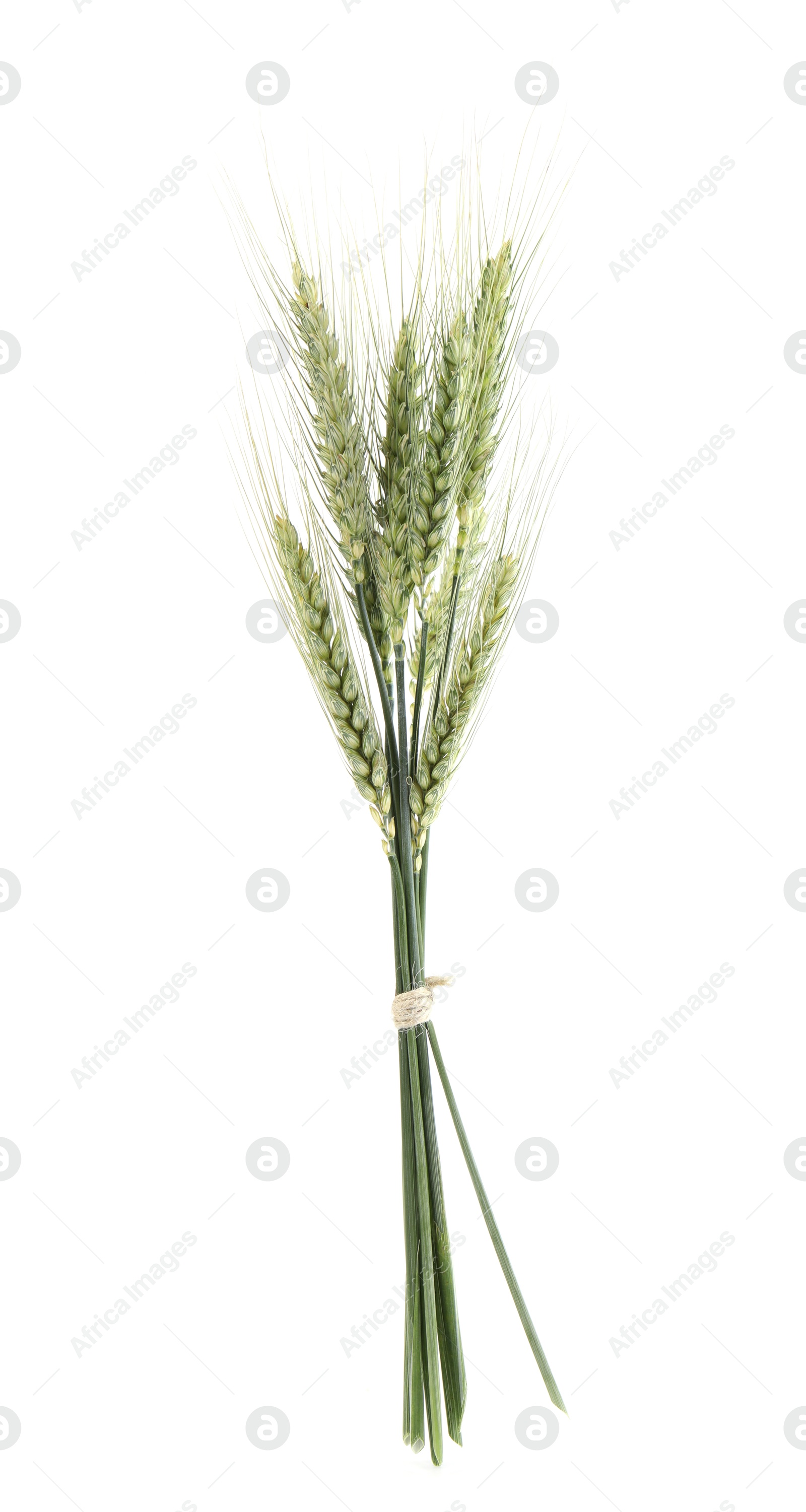 Many green wheat spikes isolated on white Photo of Many green wheat spikes isolated on white