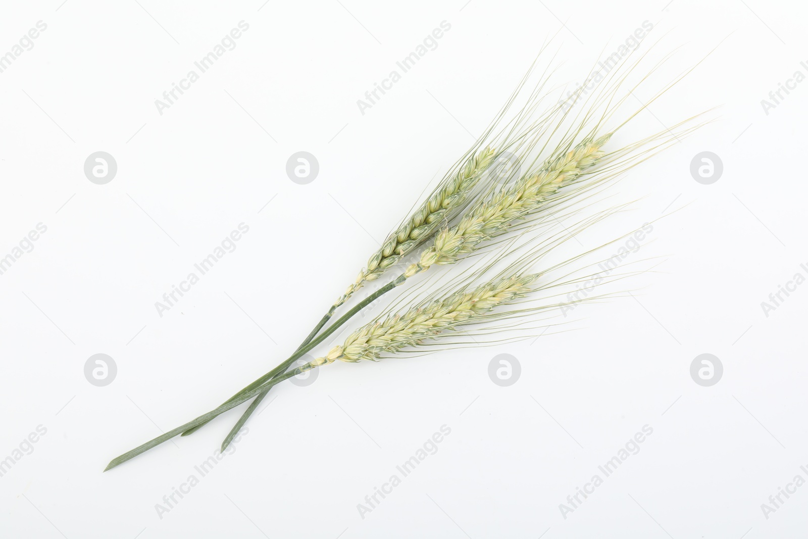 Photo of Many green wheat spikes on white background, top view