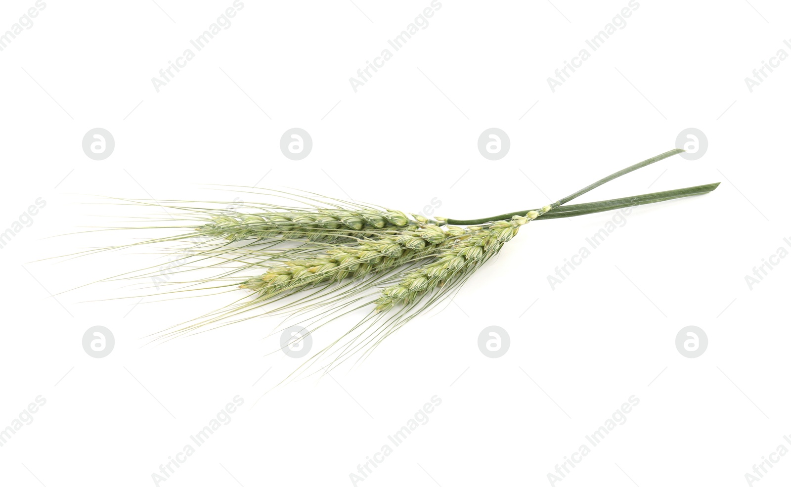 Many green wheat spikes on white background Photo of Many green wheat spikes on white background