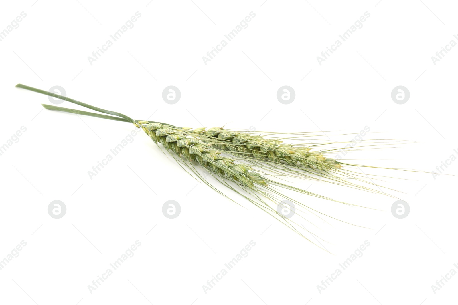 Two green wheat spikes isolated on white Photo of Two green wheat spikes isolated on white