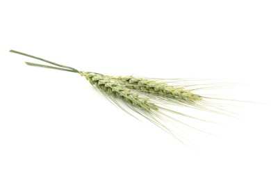 Photo of Two green wheat spikes isolated on white