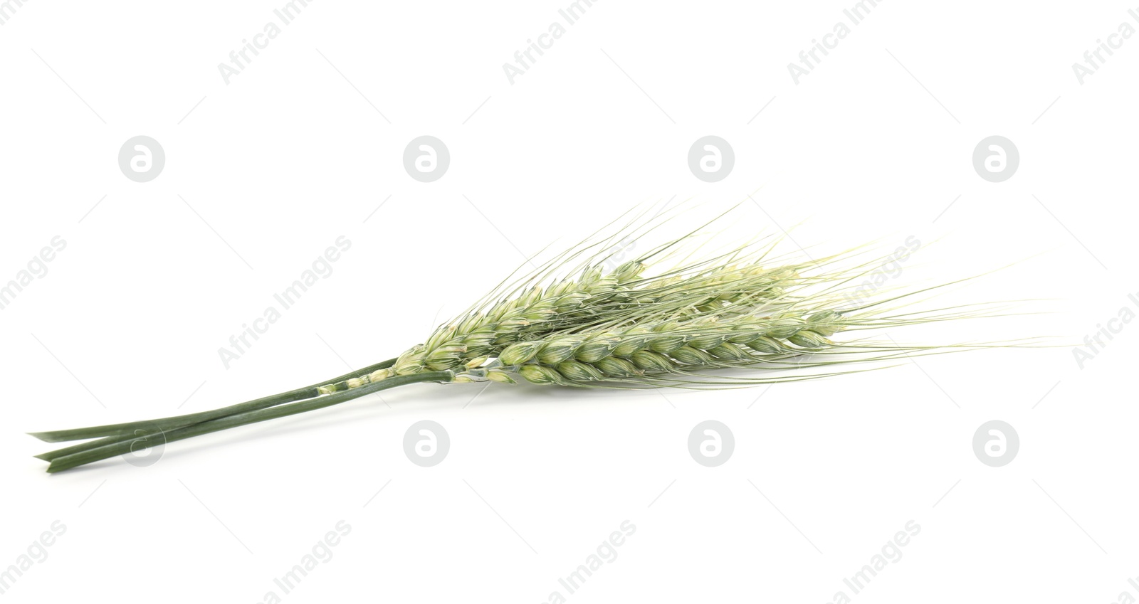 Photo of Two green wheat spikes isolated on white