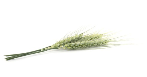 Photo of Two green wheat spikes isolated on white