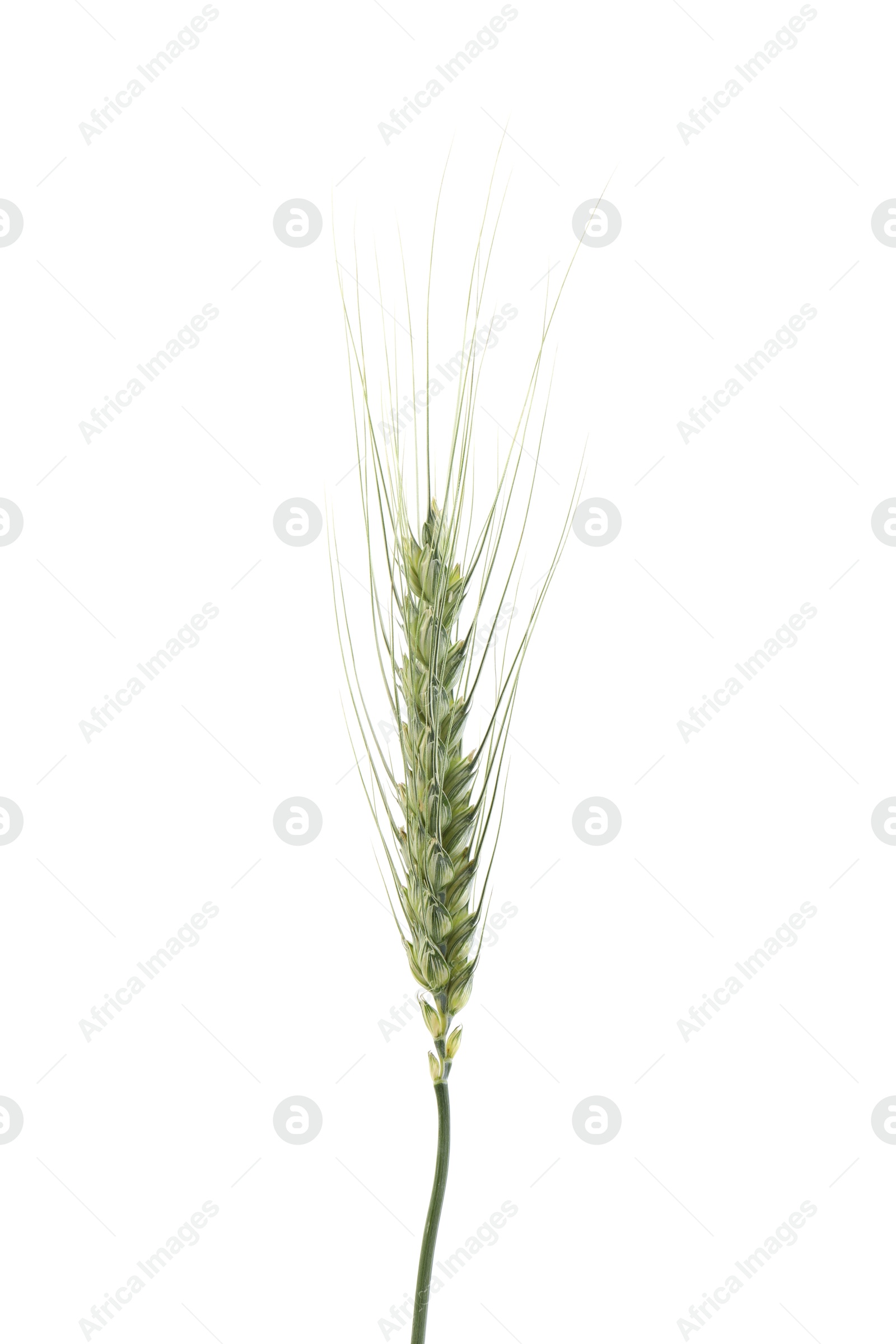 One green wheat spike isolated on white Photo of One green wheat spike isolated on white