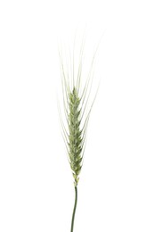Photo of One green wheat spike isolated on white
