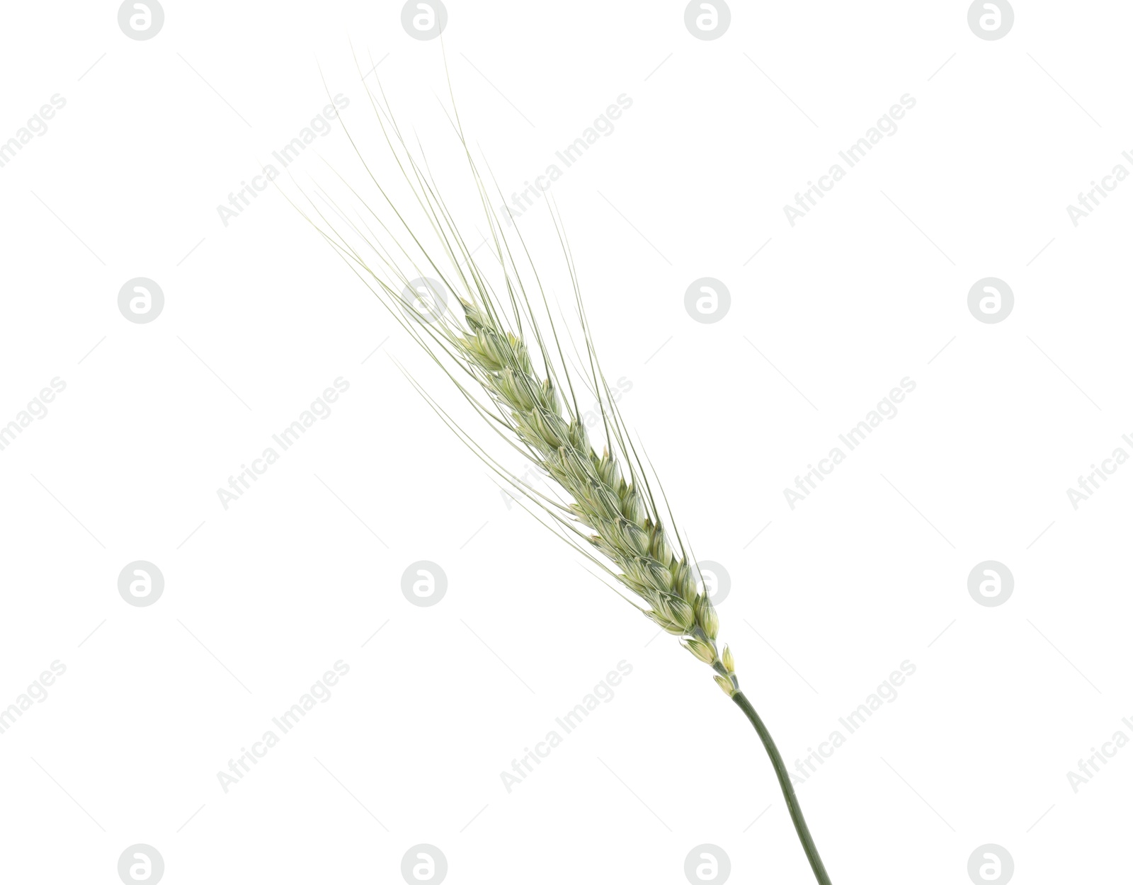 Photo of One green wheat spike isolated on white