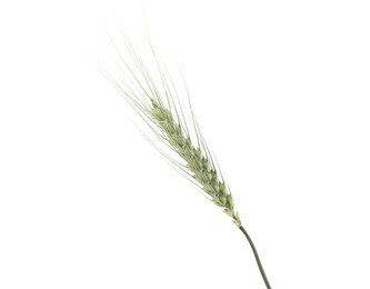 Photo of One green wheat spike isolated on white