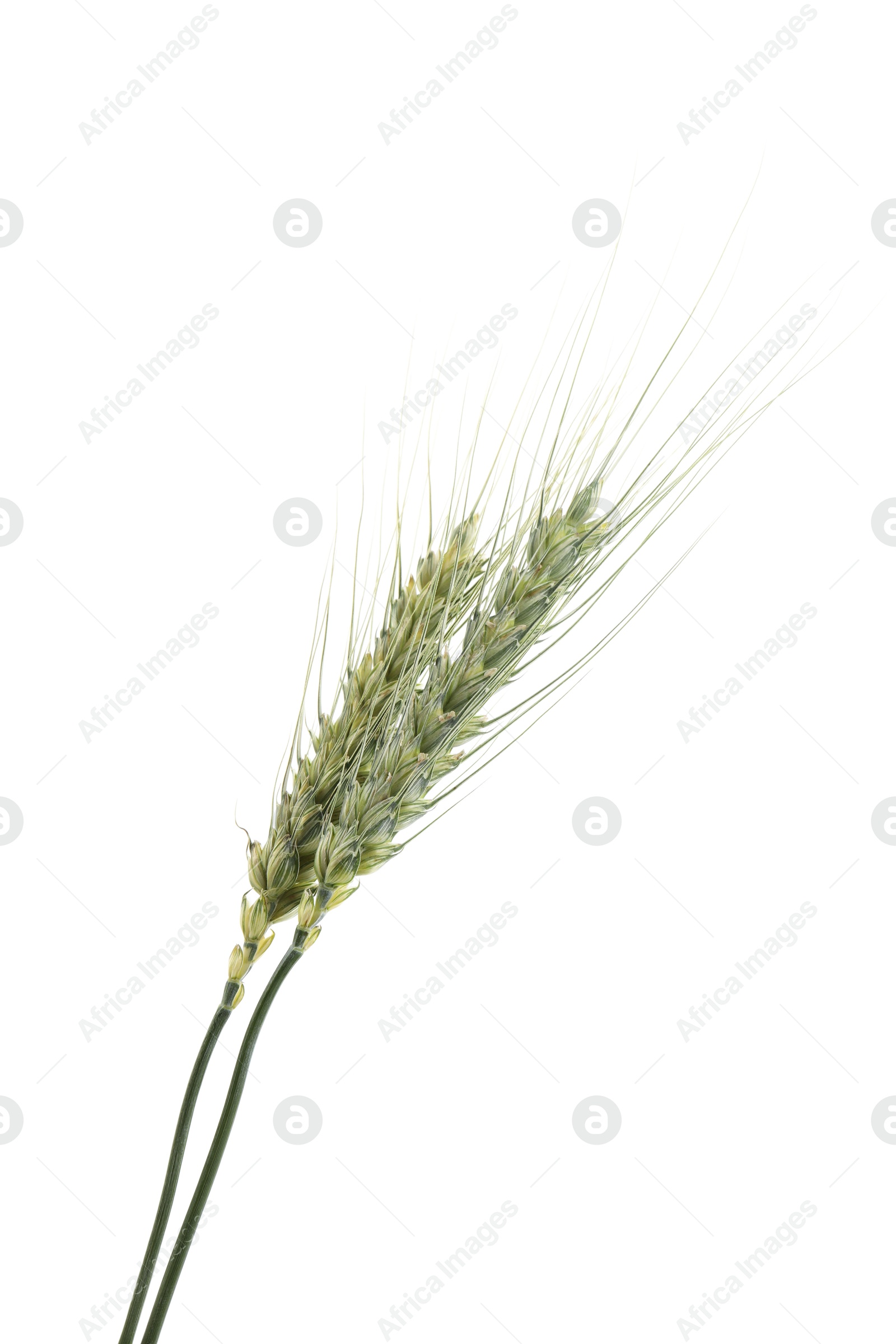 Photo of Two green wheat spikes isolated on white