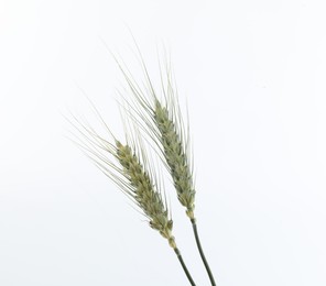 Photo of Two green wheat spikes on white background