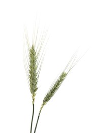 Photo of Two green wheat spikes isolated on white