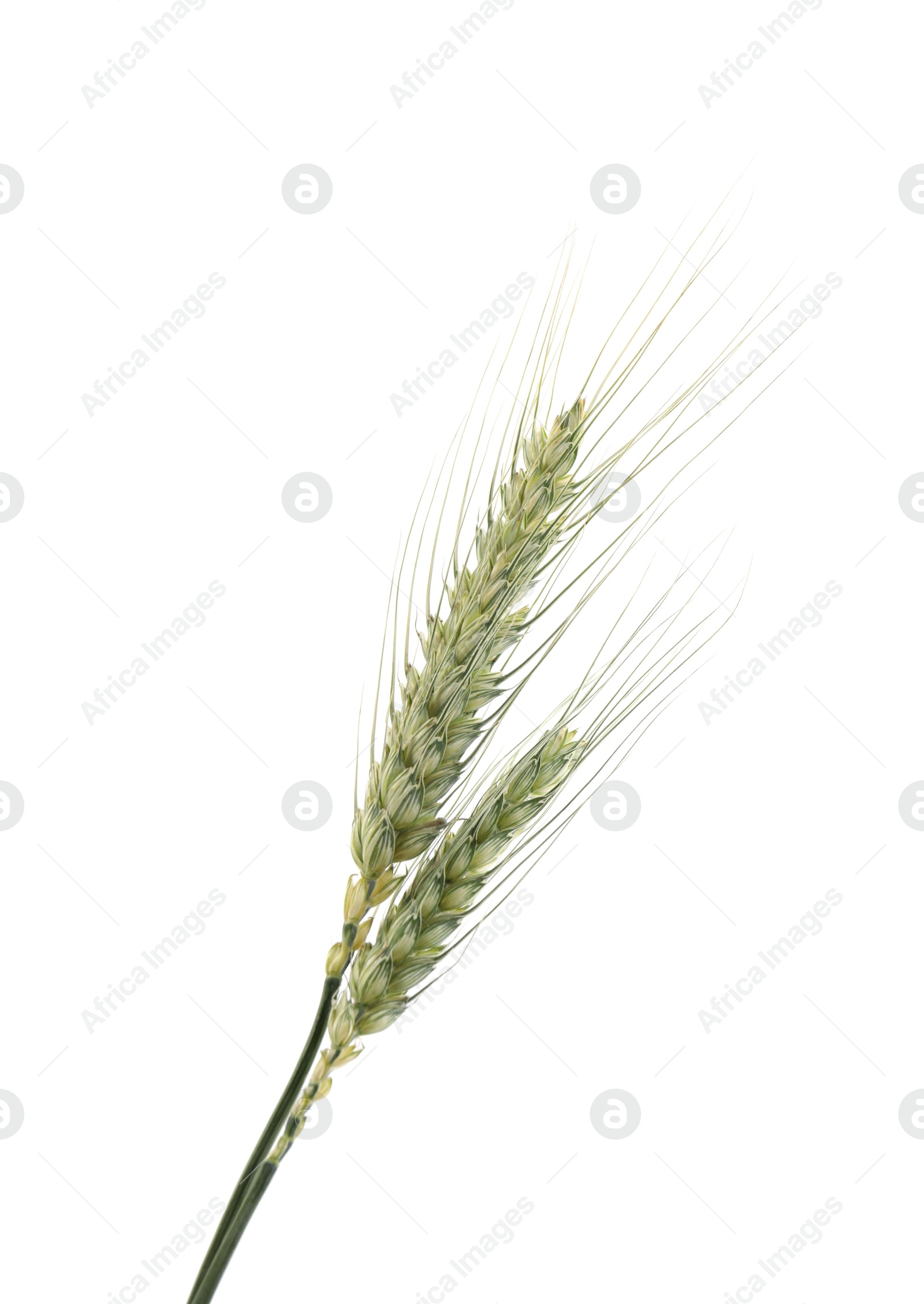Photo of Two green wheat spikes isolated on white