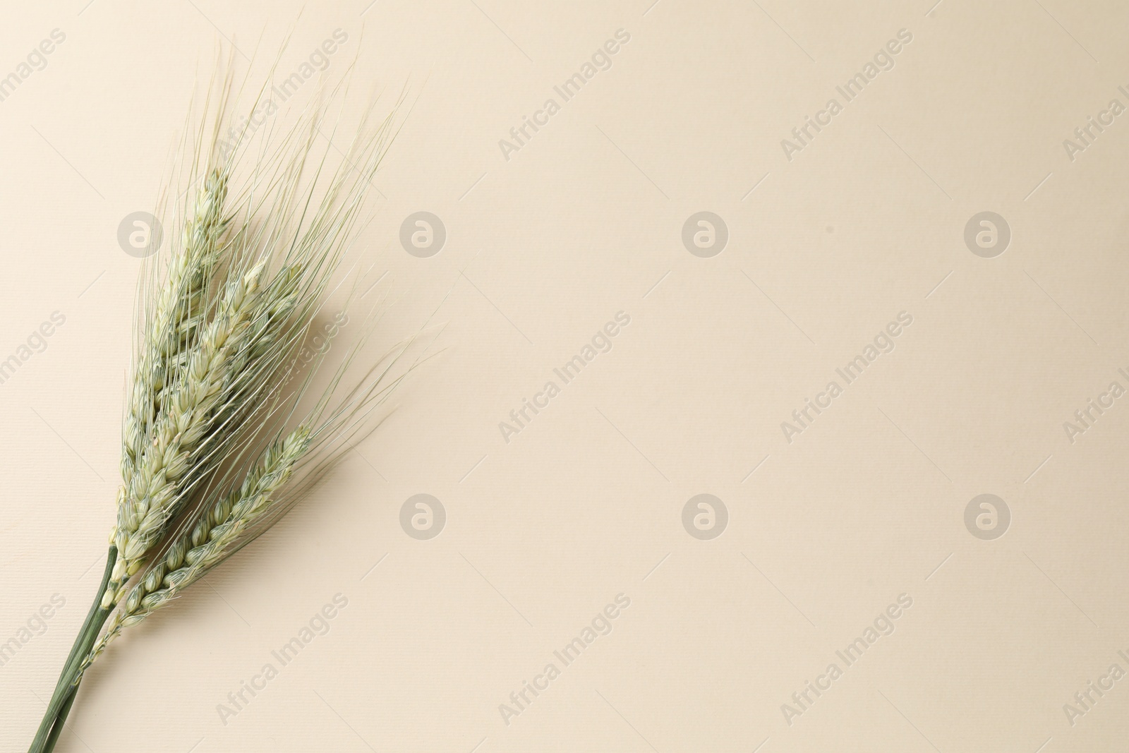 Photo of Many green wheat spikes on beige background, top view. Space for text