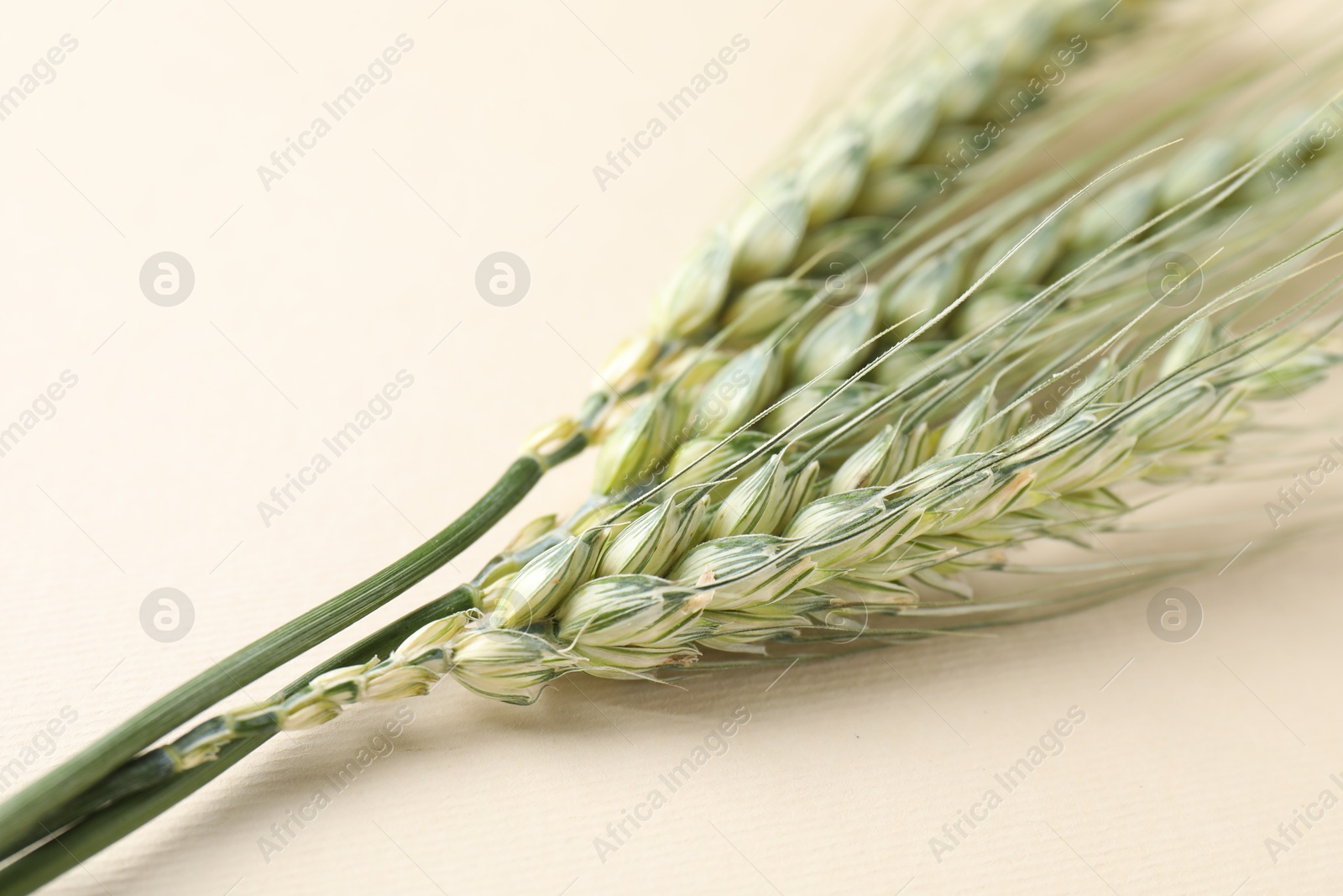 Many green wheat spikes on beige background, closeup. Space for text Photo of Many green wheat spikes on beige background, closeup. Space for text