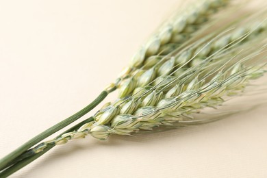 Photo of Many green wheat spikes on beige background, closeup. Space for text