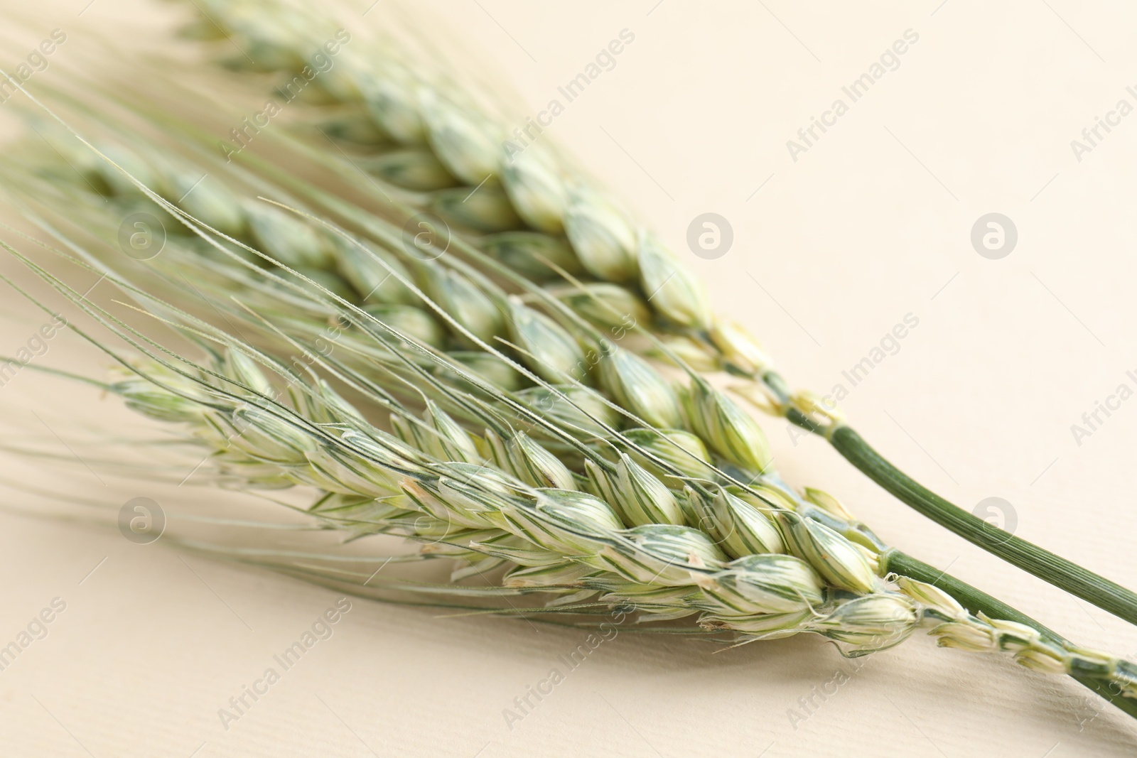 Many green wheat spikes on beige background, closeup Photo of Many green wheat spikes on beige background, closeup